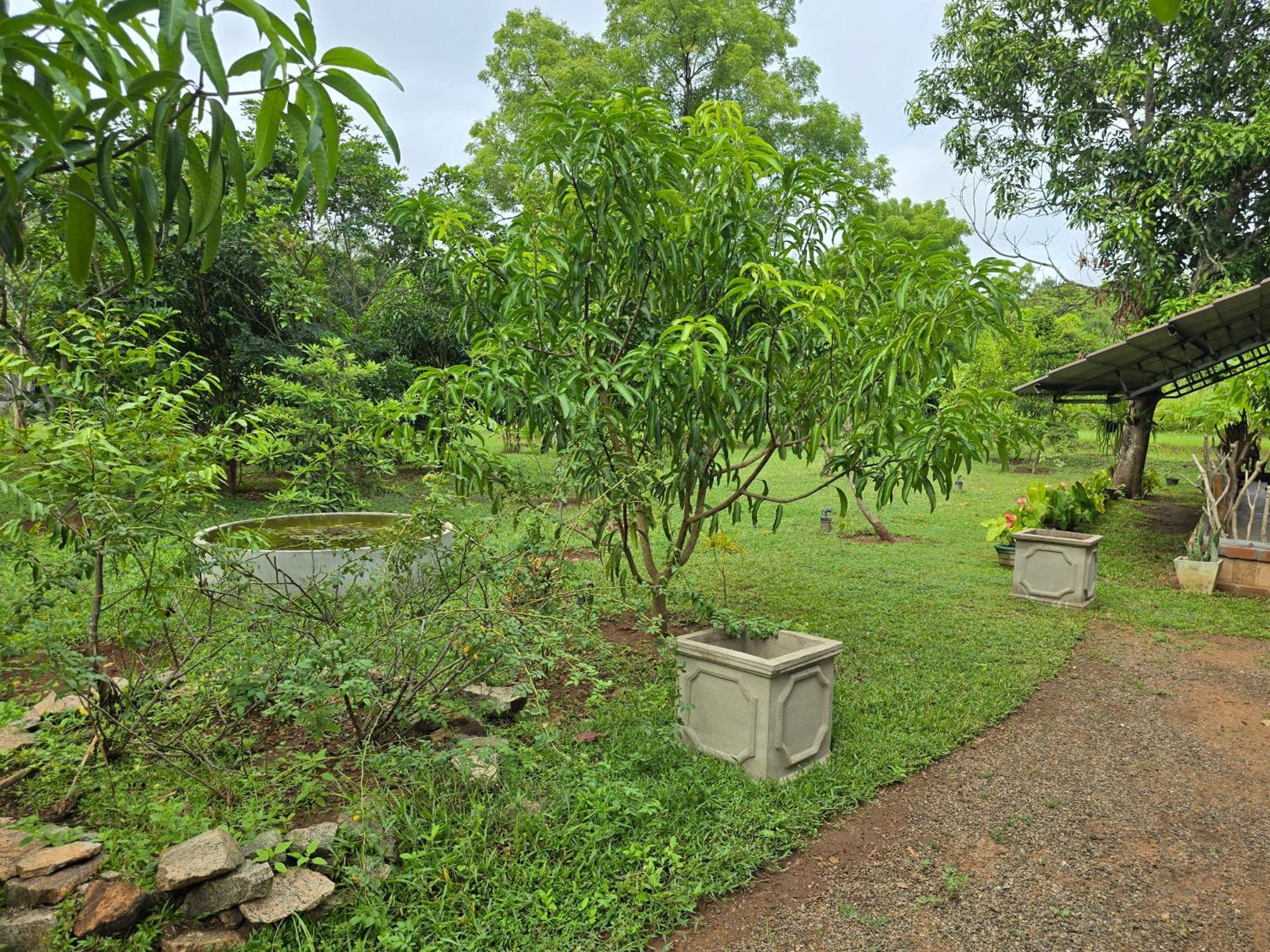 Ceylon Resort Wilpattu Bagian luar foto